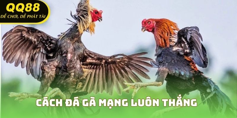 Cách Đá Gà Mạng Luôn Thắng