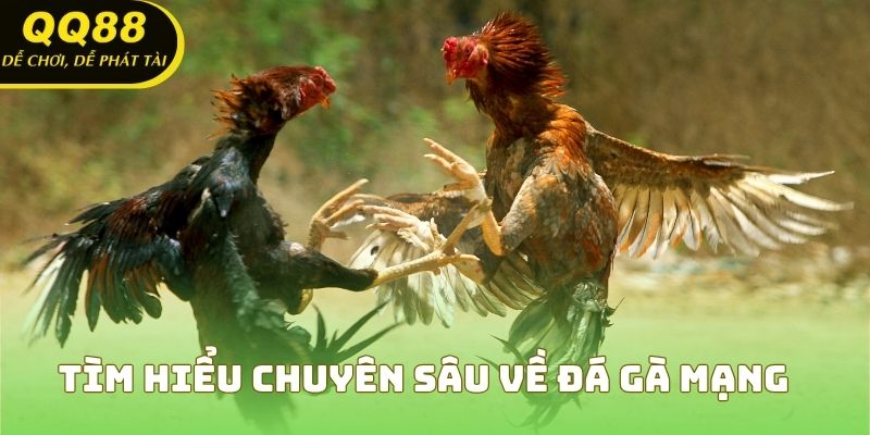 Tìm hiểu chuyên sâu về đá gà mạng